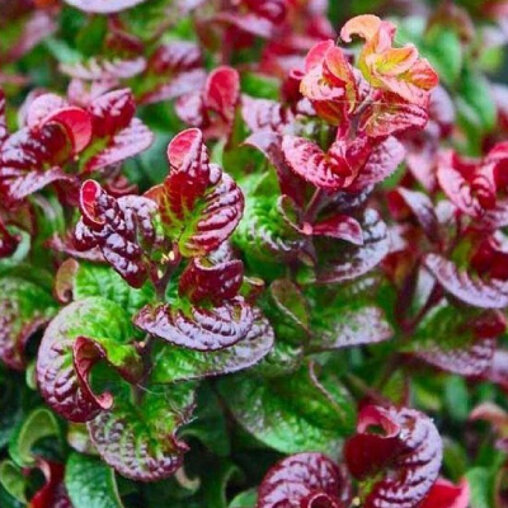 Druifheide 'Curly Red'
